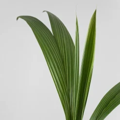 Cocos nucifera (Planta cocotero)