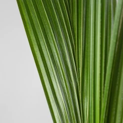 Cocos nucifera (Planta cocotero)