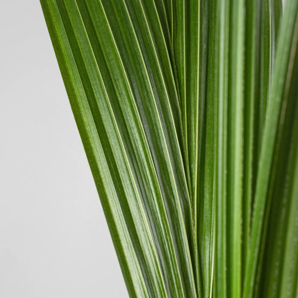 Cocos nucifera (Planta cocotero)