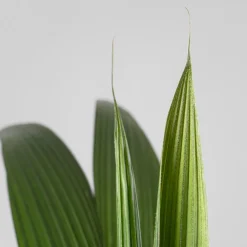 Cocos nucifera (Planta cocotero)