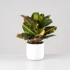 Codiaeum variegatum 'Petra'