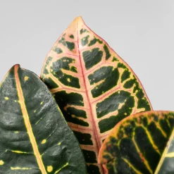Codiaeum variegatum 'Petra'
