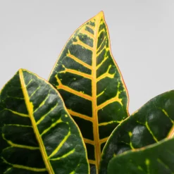 Codiaeum variegatum 'Petra'
