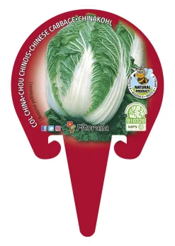 Col China - Planta de huerto