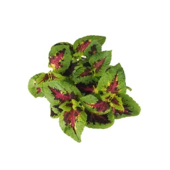 Coleus scutellarioides (Solenostemon)