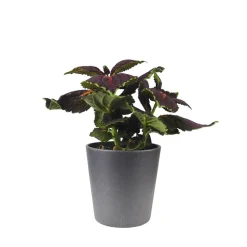 Coleus scutellarioides (Solenostemon)