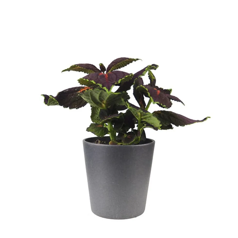 Coleus scutellarioides (Solenostemon)