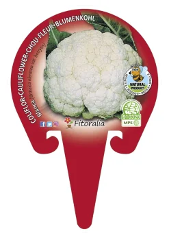 Coliflor blanca - Planta de huerto