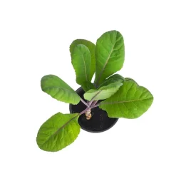 Coliflor morada - Planta de huerto