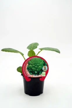 Coliflor Romanesco - Planta de huerto