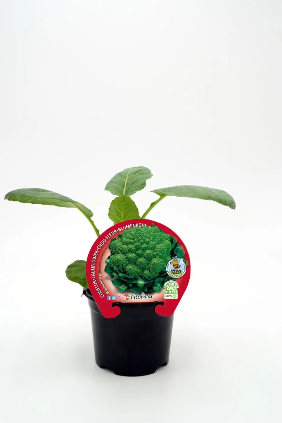 Coliflor Romanesco - Planta de huerto