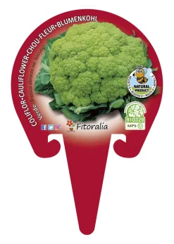 Coliflor verde - Planta de huerto