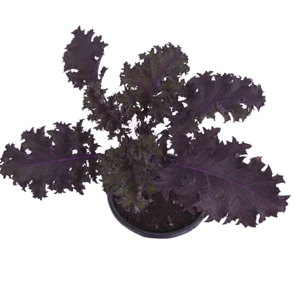 Col kale morada - Planta de huerto