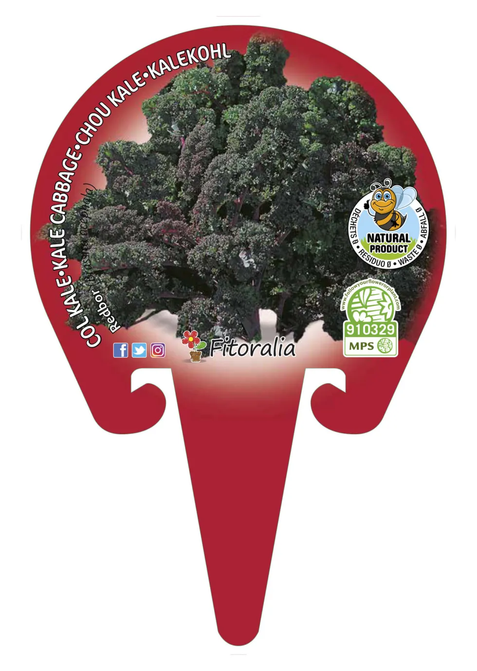 Col kale morada - Planta de huerto