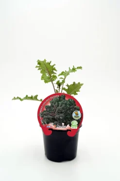 Col kale morada - Planta de huerto