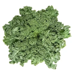 Col kale - Planta de huerto