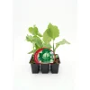 Col Lisa - Pack de 6 plantas de huerto