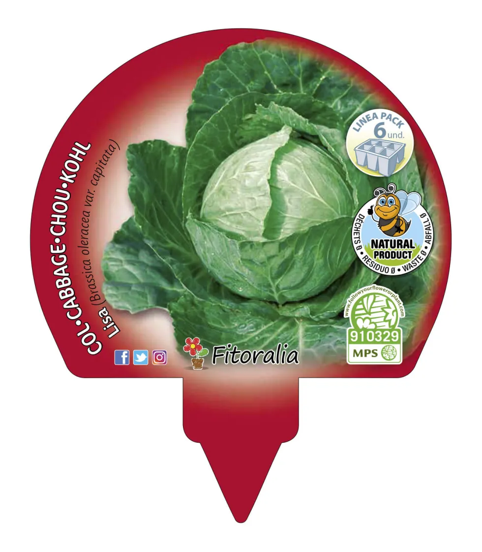 Col Lisa - Pack de 6 plantas de huerto
