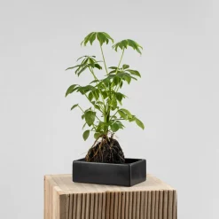 Composición de planta verde con lava