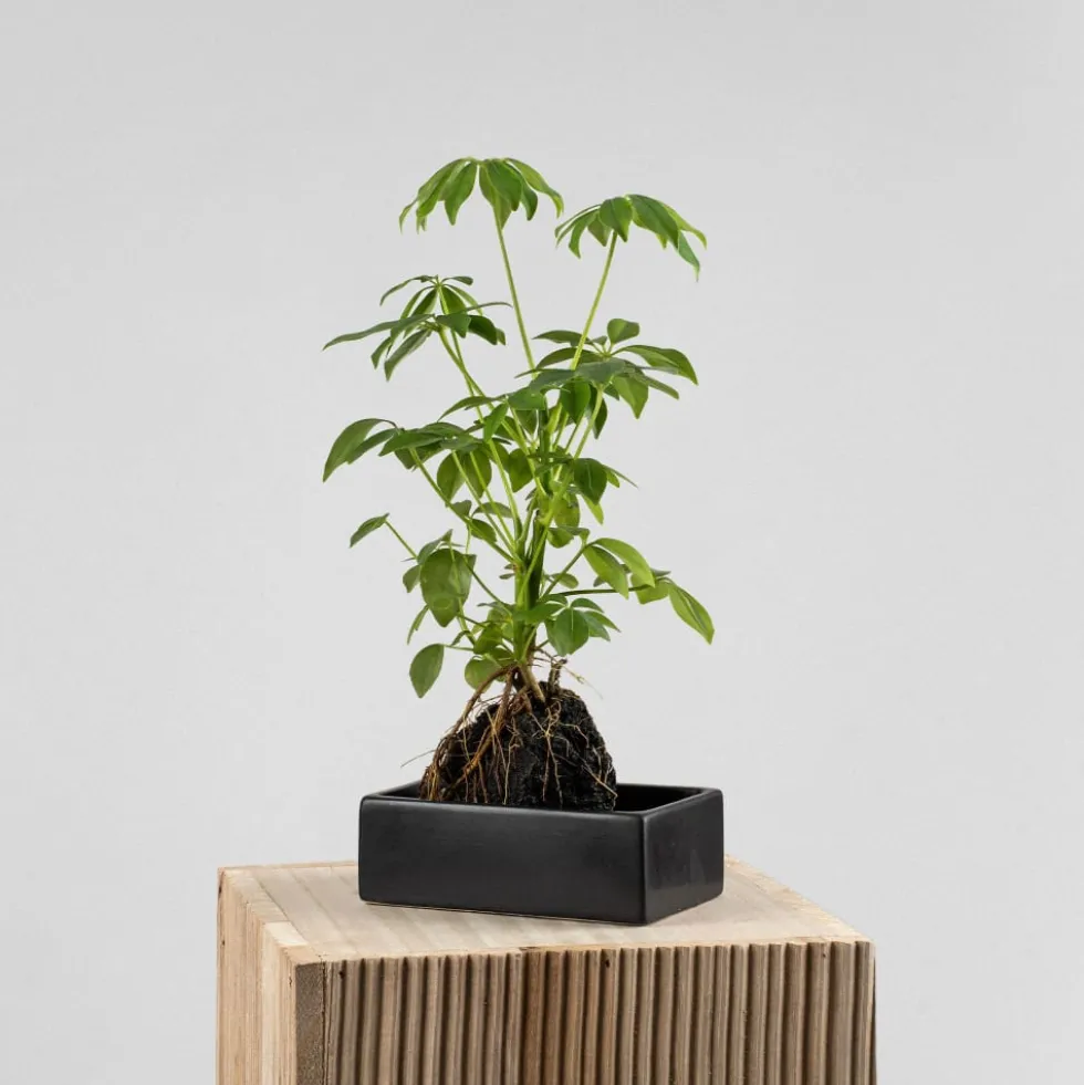 Composición de planta verde con lava