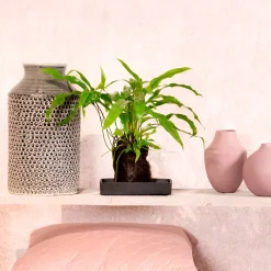 Composición de planta verde con lava