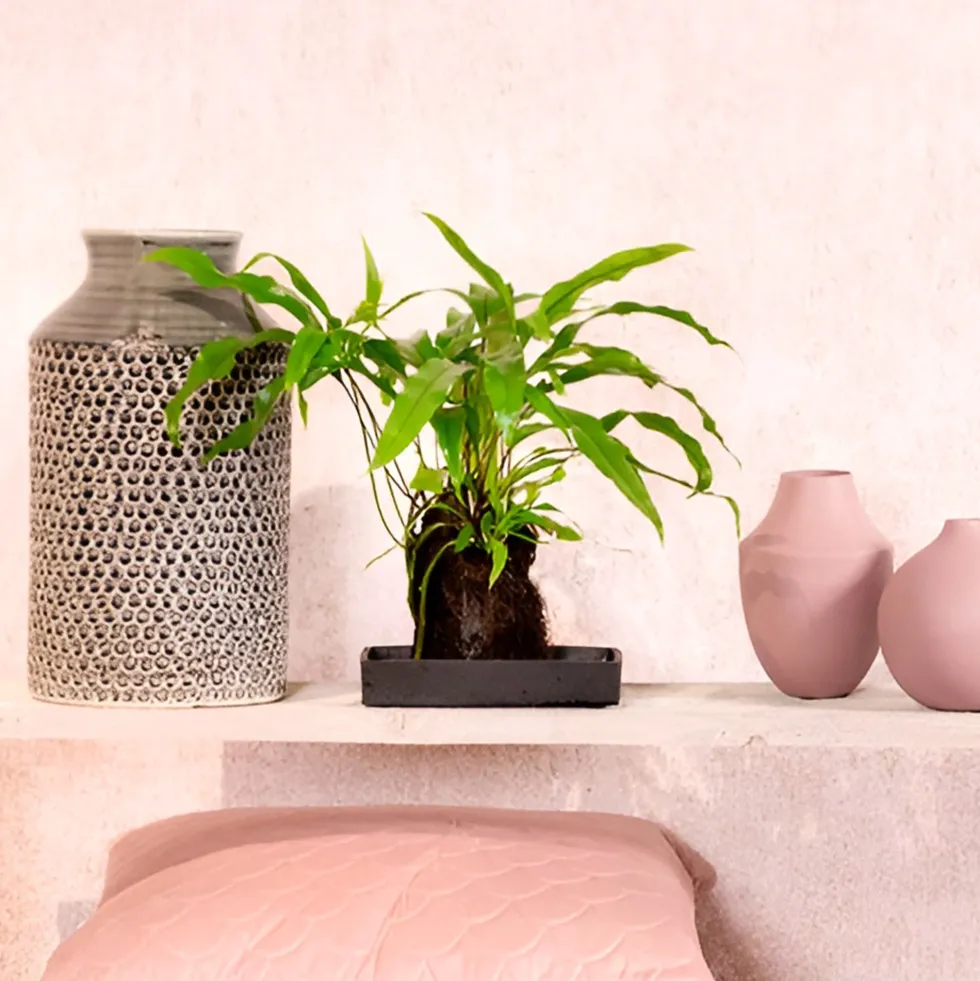 Composición de planta verde con lava