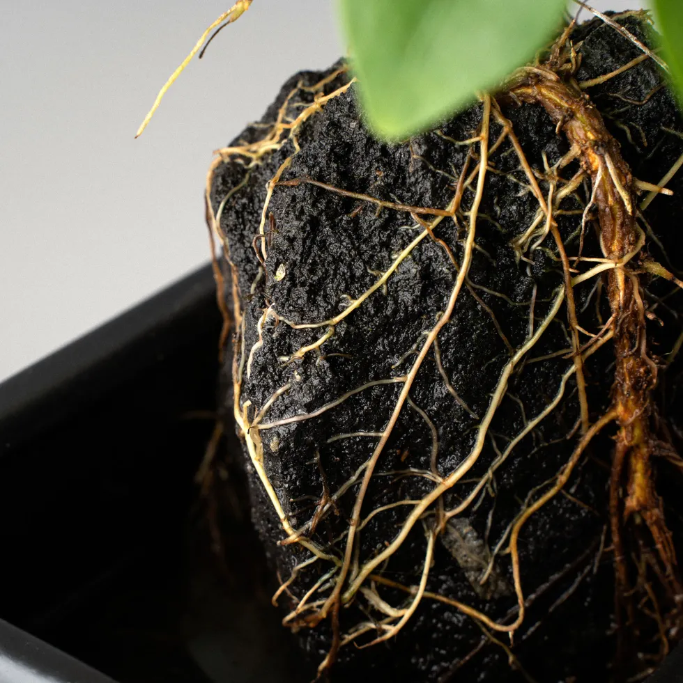 Composición de planta verde con lava