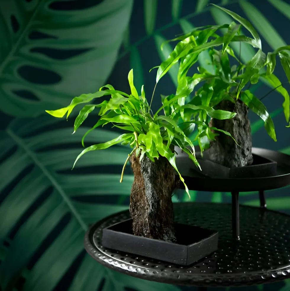 Composición de planta verde con lava