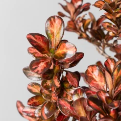 Coprosma 'Evening Glow'
