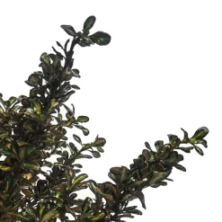 Coprosma 'Evening Glow'