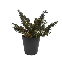 Coprosma 'Evening Glow'
