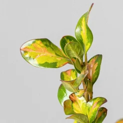 Coprosma 'Lemon and Lime'