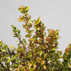 Coprosma 'Lemon and Lime'