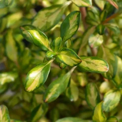 Coprosma 'Lemon and Lime'
