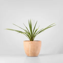 Cordyline australis 'Peko'