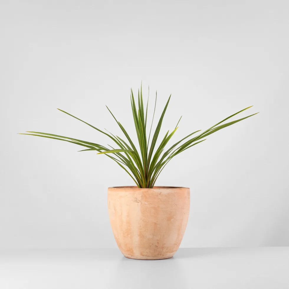 Cordyline australis 'Peko'
