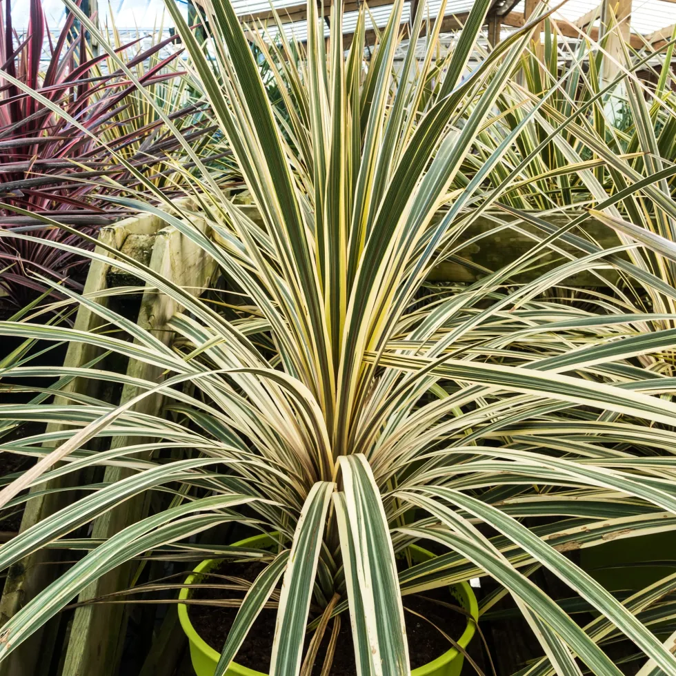 Cordyline australis 'Torbay Dazzler'