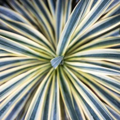 Cordyline australis 'Torbay Dazzler'