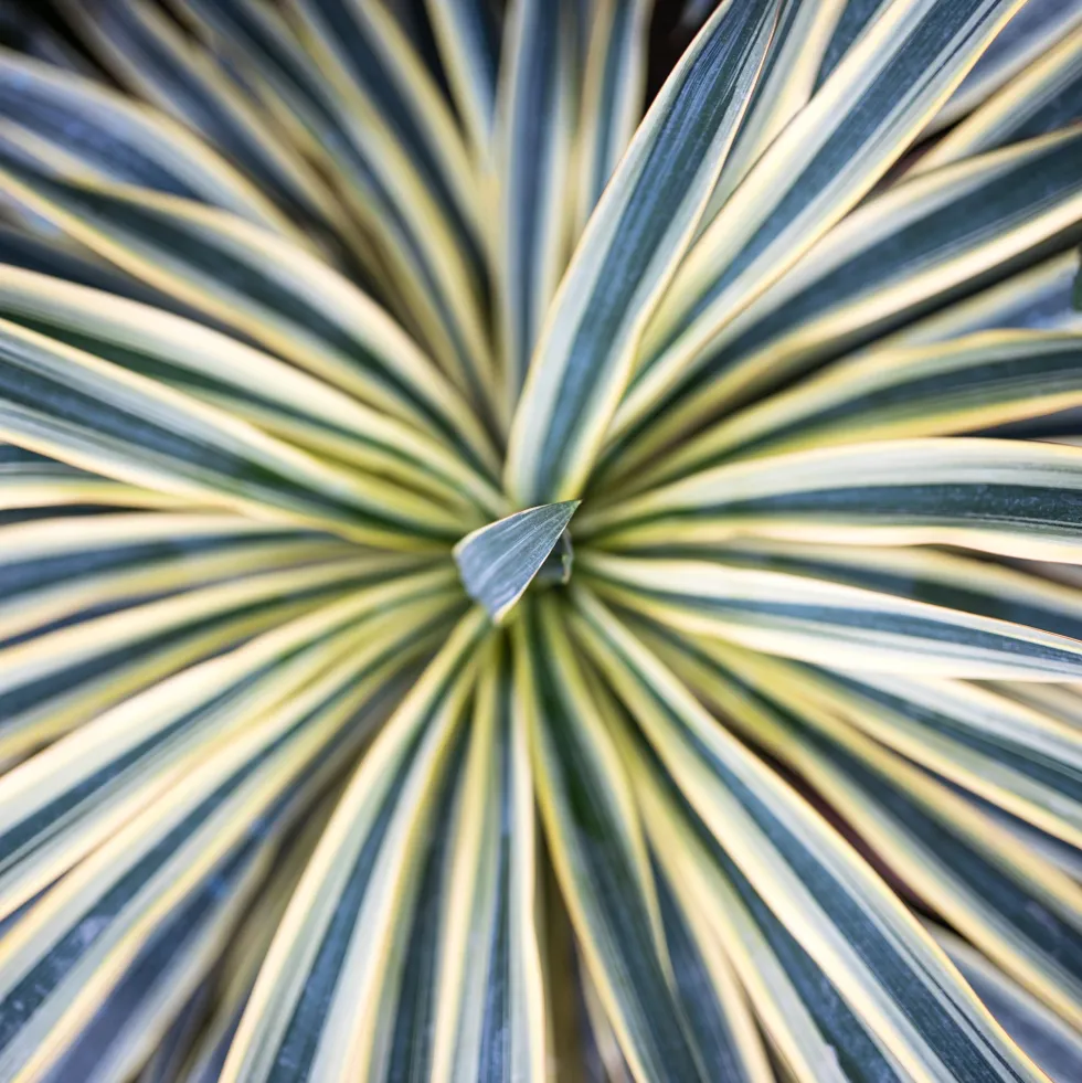 Cordyline australis 'Torbay Dazzler'