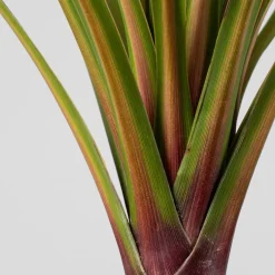 Cordyline indivisa