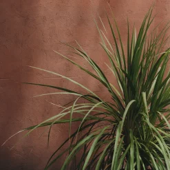 Cordyline indivisa