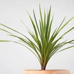 Cordyline indivisa