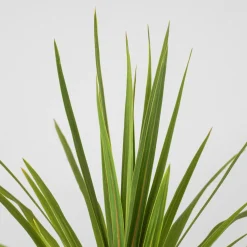 Cordyline indivisa