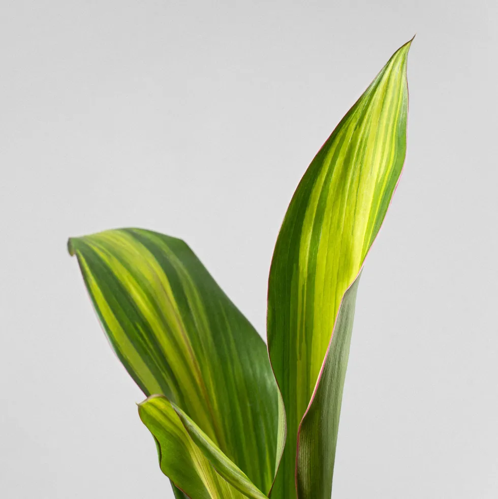 Cordyline (varias especies)