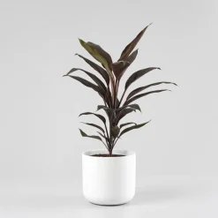 Cordyline (varias especies)