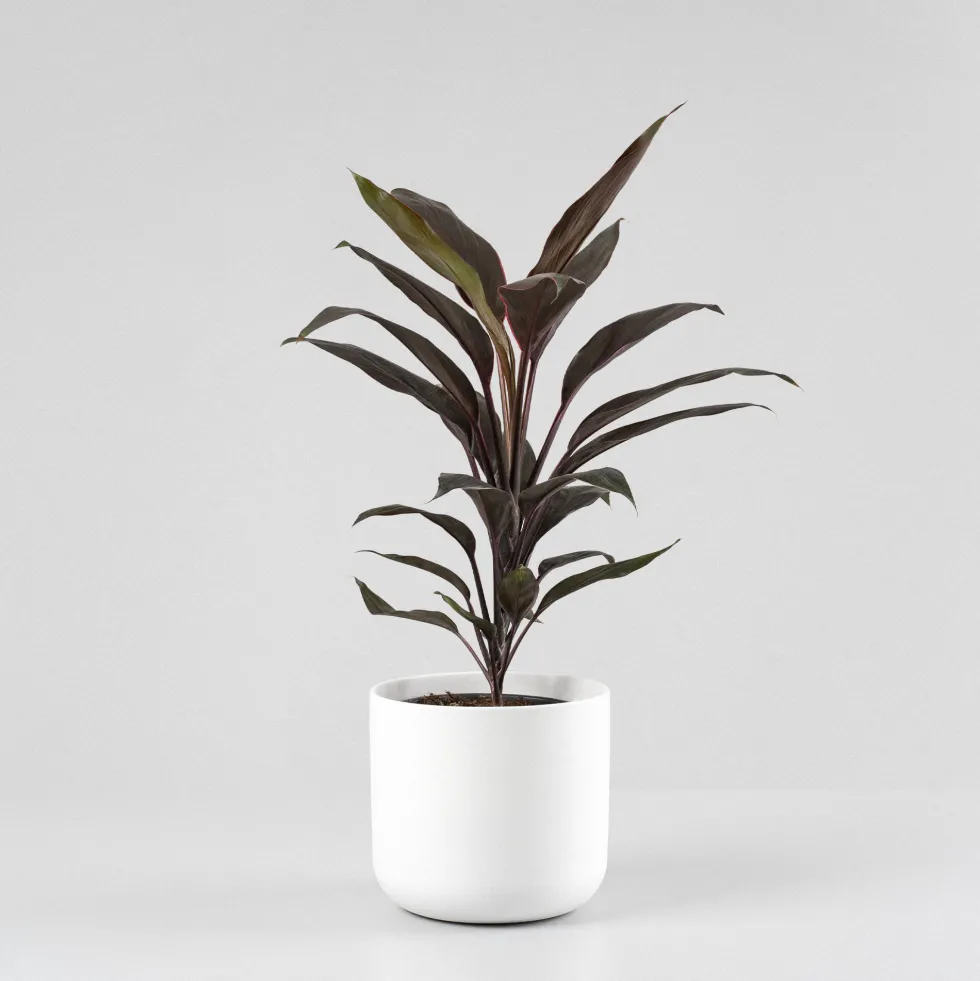 Cordyline (varias especies)