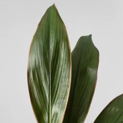 Cordyline (varias especies)