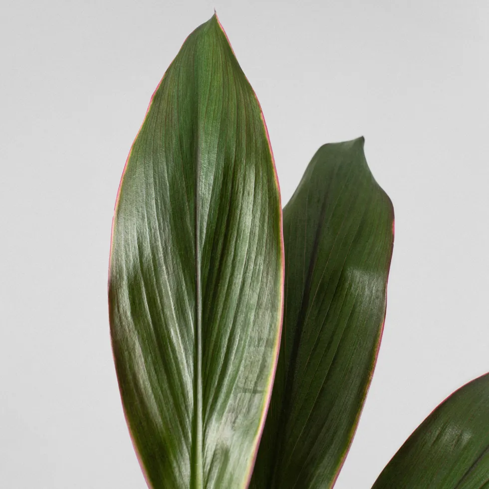 Cordyline (varias especies)