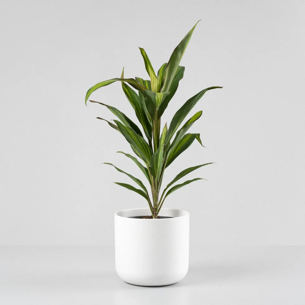Cordyline (varias especies)