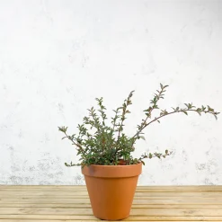 Cotoneaster lacteus